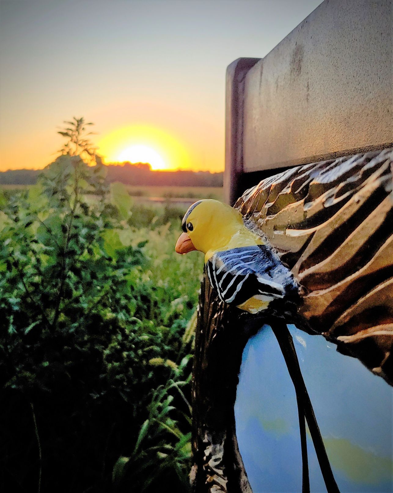 "Goldfinch Gates" in golden light